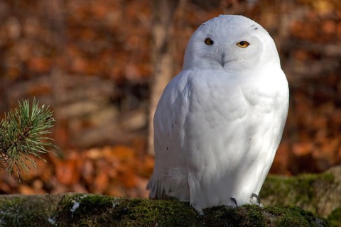 Snowy owl (Bubo scandiacus), male, snowy owl, Bad Mergentheim Wildlife Park, Baden-Württemberg,