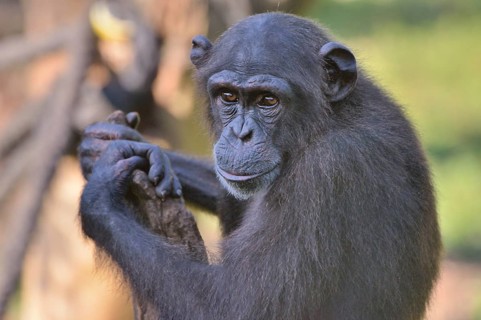 West African Chimpanzee (Pan troglodytes verus), Tacugama Chimpanzee Sanctuary, Province Western