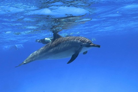 Spinner dolphin (Stenella longirostris), spinner dolphin, spinner dolphin, snorkellers in the