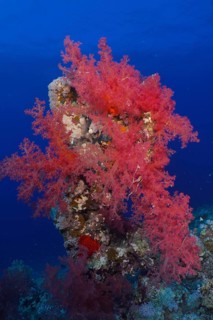 Hemprich's tree coral (Dendronephthya hemprichi), Shaab Claudia reef dive site, Red Sea, Egypt,
