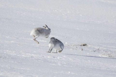 Fighting mountain hare (Lepus timidus), Alpine hares, snow hare female in white winter pelage
