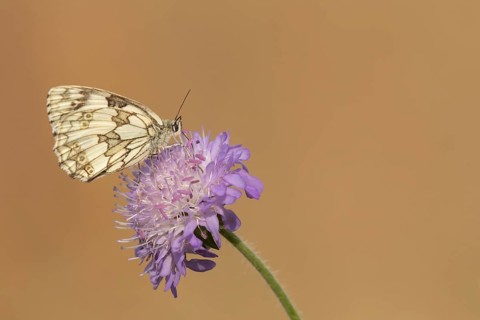 Marbled white (Melanargia galathea) butterfly adult feeding on a Field scabious (Knautia arvensis)