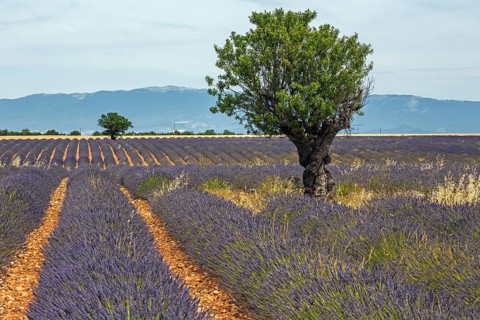 Trees in a lavender field, flowering true lavender (Lavandula angustifolia), near Puimoisson,