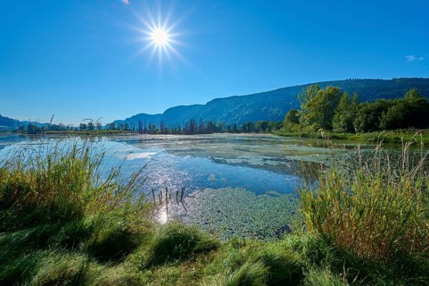 Moorland, sun, moor, summer, Bleistätter Moor, Steindorf am Ossiacher See, Lake Ossiach, Carinthia,