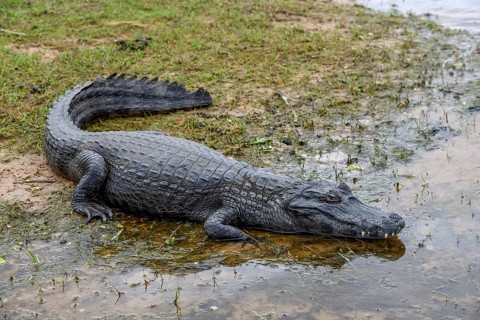 Yacare caiman (Caiman yacare), near Colonia Carlos Pellegrini, Esteros del Iberá, Province of
