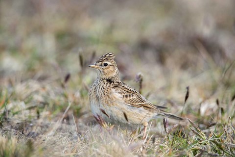 Eurasian skylark (Alauda arvensis) foraging on the ground in spring