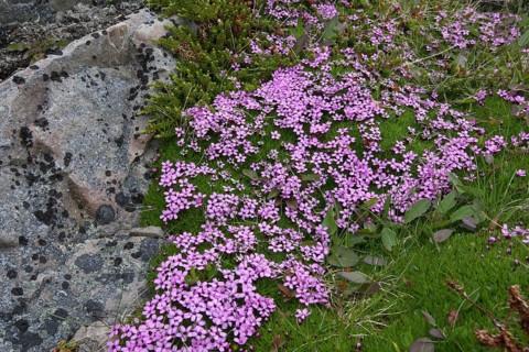 Moss campion (Silene acaulis) flowering mat in the tundra, Lapland, Northern Norway, Norway,