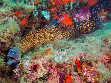 Mediterranean moray (Muraena helena), dive site marine reserve Cap de Creus, Rosas, Costa Brava,