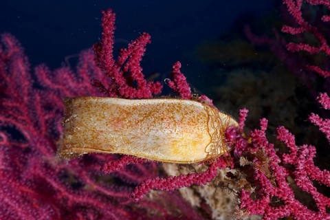 Egg capsule of nursehound (Scyliorhinus stellaris) on violescent sea-whip (Paramuricea clavata) in