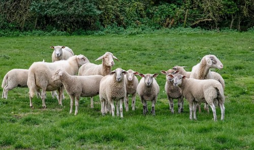 Flock of sheep, Münsterland, North Rhine-Westphalia, Germany, Europe
