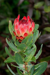 King protea (Protea cynaroides), South Africa, Africa