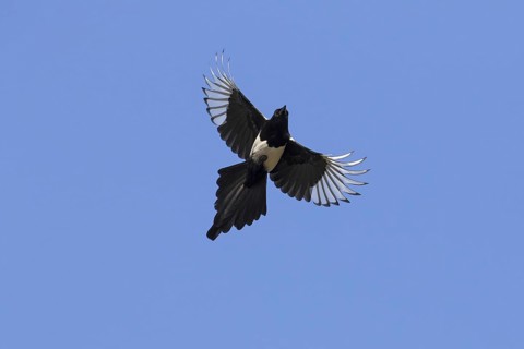 Eurasian magpie (Pica pica), common magpie in flight against blue sky