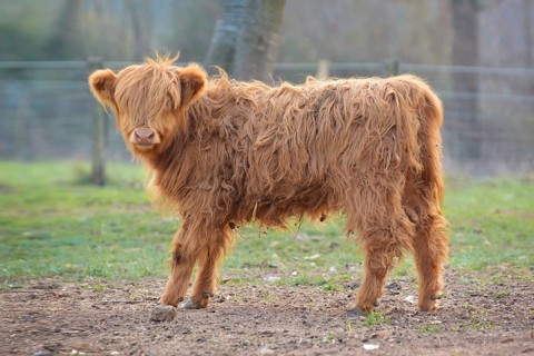 Full view of a cute young Scottish Highland Cattle calf with light brown long and scraggy fur