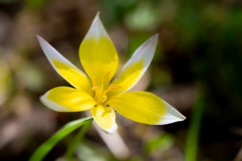 White-yellow flower of a Tarda tulip (Tulipa urumiensis), Bavaria, Germany, Europe