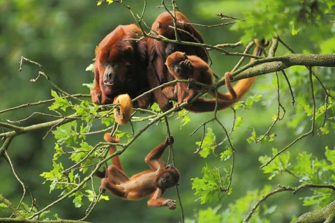 Venezuelan red howler (Alouatta seniculus), four, adult, family, juvenile, climbing, down, hanging,