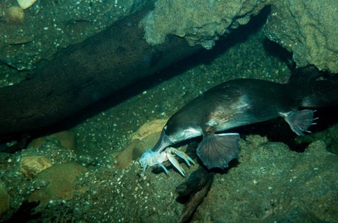 Duck-billed platypus (Ornithorhynchus anatinus), platypus, egg-laying mammals