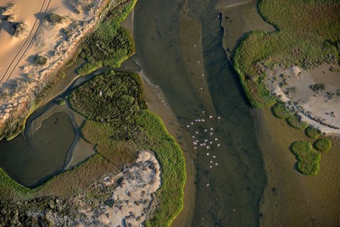 Aerial view, flock of flamingos (Phoenicopterus roseus) above Sandwich Harbour, Namib-Naukluft
