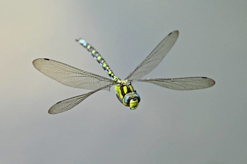 Emperor dragonfly (Anax imperator), in flight, Selger Moor, Canton Zurich, Switzerland, Europe