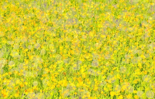 Wildflower meadow, buttercups (Ranunculaceae), oil painting, yellow flowers creative, different