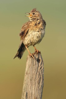 Eurasian Skylark (Alauda arvensis) singing from fence pole along field