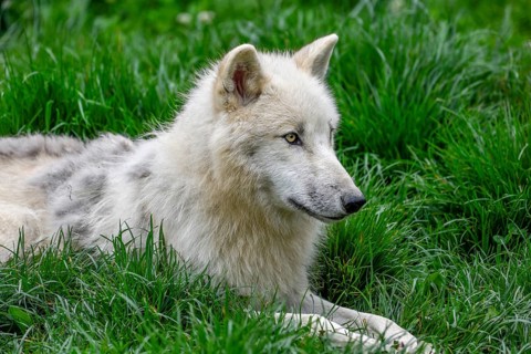 Arctic wolf (Canis lupus arctos), animal portrait, lying, Parc Animalier de Sainte-Croix, Natural
