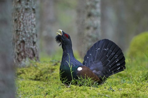 Western Capercaillie (Tetrao urogallus), Wood Grouse, Heather Cock calling during courtship display