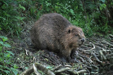 European beaver (Castor fiber) young secured on the bank of a stream, Allgäu, Bavaria, Germany,