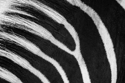 Burchells zebra (Equus quagga burchellii) mane and fur in black and white, pattern, Mosi-oa-Tunya