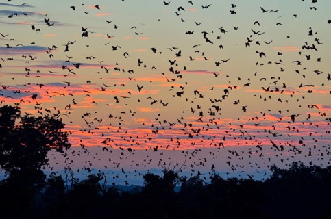 Straw-coloured Fruit Bats (Eidolon helvum), in flight at first light, Kasanka National Park,