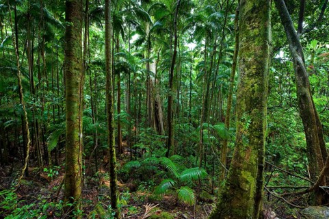 Australian jungle, rainforest, jungle, flora, vegetation, nature, tropics, tropical, Nightcap