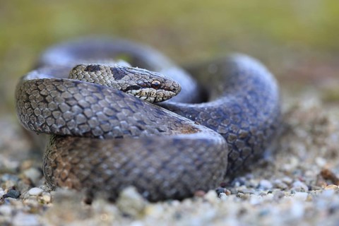 Smooth snake (Coronella austriaca), curled up, Mühldorf, Bavaria, Germany, Europe