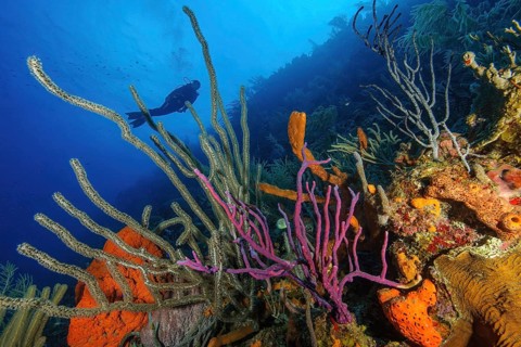 Colourful intact coral reef with Caribbean sea whip (Eunicea mammosa) in the left foreground middle