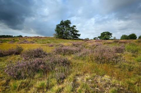 Wide landscape with flowering heather and single trees, Westruper Heide, Haltern, North