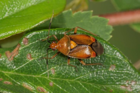 Red soft bug (Dereacoris ruber) on a leaf, Baden-Württemberg, Germany, Europe