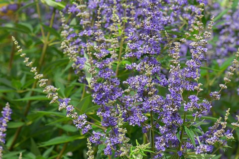 Chaste tree (Vitex agnus-castus), Bavaria, Germany, Europe