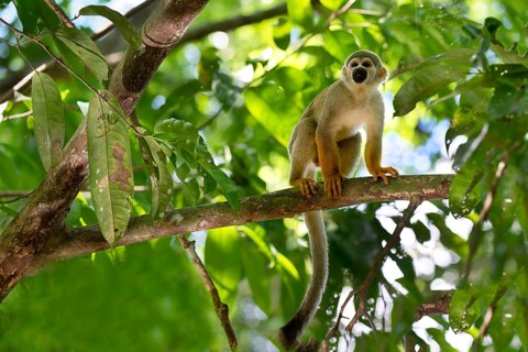 Male Guianan squirrel monkey or Common Squirrel Monkey (Saimiri sciureus) in a tree, Amazonia,