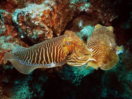 Pair of common cuttlefish (Sepia officinalis), common cuttlefish mating, dive site El Cabron Marine