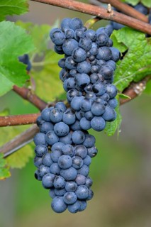 Pinot Noir grapes, Baden-Württemberg, Germany, Europe