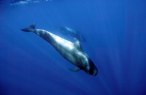 Short-finned pilot whale (Globicephala macrorhynchus) dives into the depths, Eastern Atlantic,