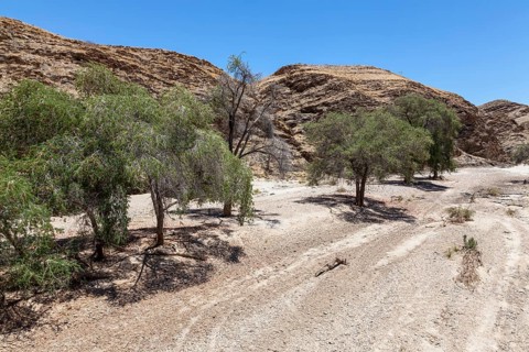 Ana trees in the dry Kuiseb River in the Hakos Mountains, Namibia, Africa