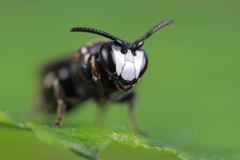 Tansy masked bee (Hylaeus nigritus), male, extreme close-up of the tiny wild bee, Isental, Bavaria,