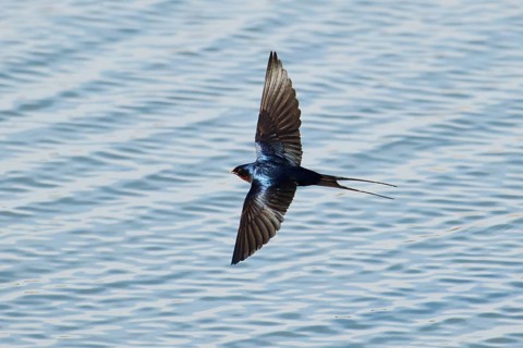 Barn swallow (Hirundo rustica) flying above the water, hunting for flys, France, Europe