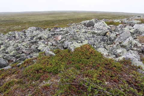 Black crowberry (Empetrum nigrum) and map lichen (Rhizocarpon georgraphicum) in the tundra,