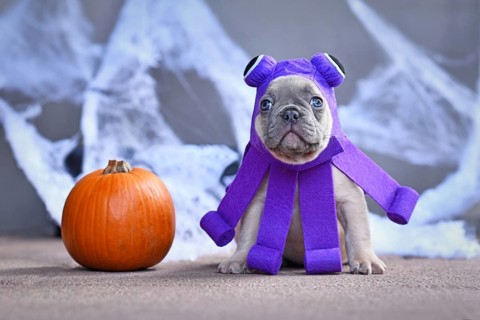 Cute French Bulldog puppy wearing funny Halloween octopus dog costume in front of traditional