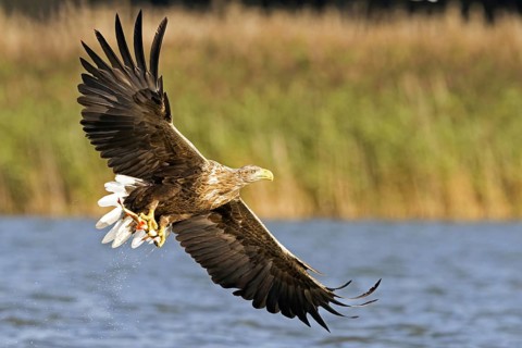 Flying white-tailed eagle (Haliaeetus albicilla) catches a rudd (Scardinius erythrophtalmus),