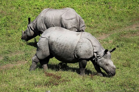 One horned or single horned rhinoceroses grazing at Kaziranga wildlife sanctuary in Assam, India,