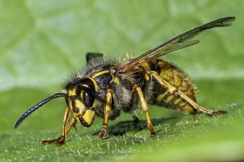 Common wasp (Vespula vulgaris) queen on leaf