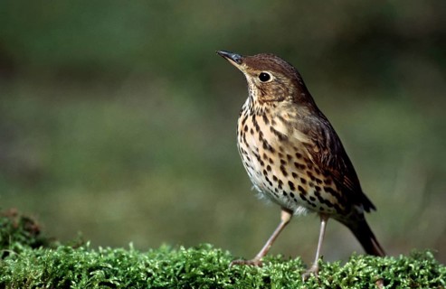 Song thrush (Turdus philomelos) portrait