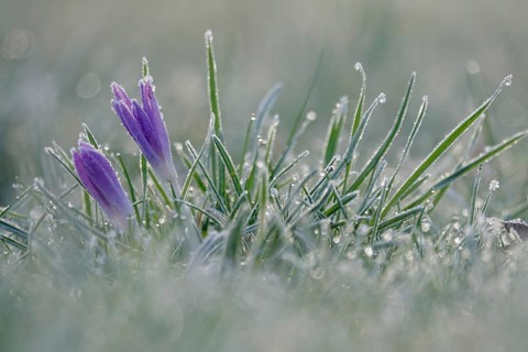 Crocus with frost in the early morning, February, Germany, Europe