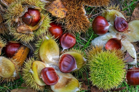 Sweet chestnut, Spanish chestnuts (Castanea sativa) close-up of fallen spiny cupules and brown nuts